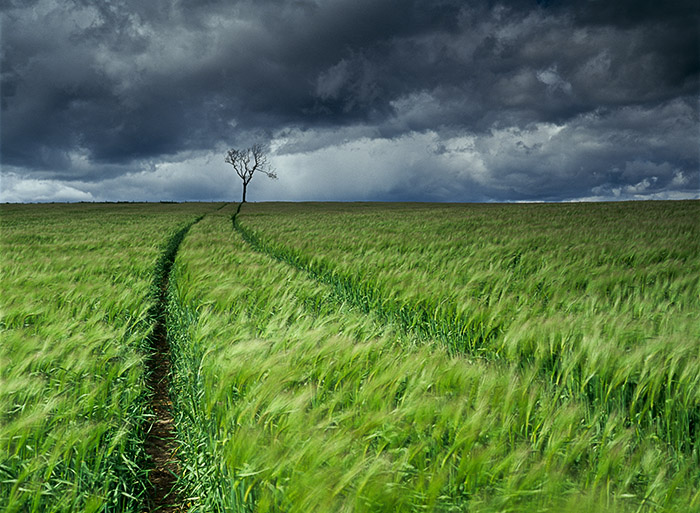Lone Tree Fife, Scotland