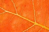 Autumnal Leaf Vein Pattern No. 2
