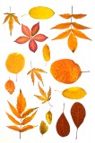 autumn. leaves, diversity, colours, color, structure, scotland, collection