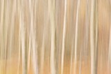 silver birch, blur, birch, trunks, exposure, image, rannoch, perthshire, scotland, separation, panning
