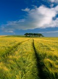 Ripening Barley Tracks