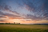 Barley Field at Sunset