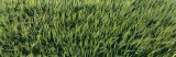 barley, ripening, angus, countryside, arable, crop, verdant, green, panorama, scotland