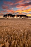 barley, fields, sunset, lenticular, clouds, landscape images, colour palette, trees, angus, scotland