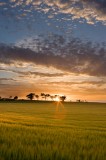barley, field, farm scenery, sunset, image, lines, cloud, patterns, trees, sky, fife, scotland