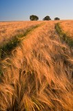 Fields of Gold