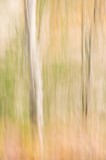 trees, blur, abstract, image, rannoch, perthshire, scotland