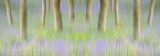 bluebell, trees, photographing, woods, trunks, perthshire, scotland
