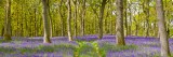 bluebell, wood, bluebells, mauve, flower, path, woodland