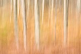 Bracken and Birch Blur