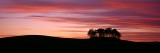 image, sunset, copse, trees, silhouette, brechin, angus, scotland, cloud formations