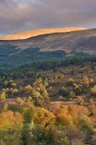 Evening Light on Autumnal Hillside