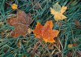 Frosted Autumn Leaves