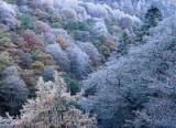 Frosted Trees