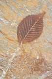 Leaf on Rock Slab #2