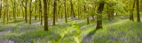 bluebell, wood, perthshire, scotland, spring colours, smells