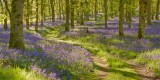 Bluebell Wood Path No.2