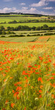 Poppy Farmland