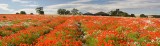 poppy, panorama, field, red, white, flowers, colour, kilconquhar, fife, scotland