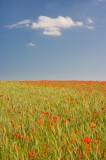 Barley and Poppy Field No.2