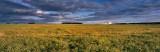 farm landscape, fife, rape, crop, low angled, the panorama
