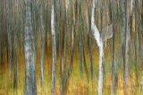 Birch Trunk Blur