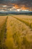 Windswept Barley Sunset