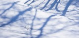 snow, trees, shadows, isolated, winter, snowy