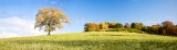 autumn, sunshine, colours, hillside landscape, tree, panoramic format, composition, shadow, perthshire, scotland