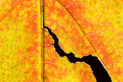 Autumn Leaf Fracture Abstract