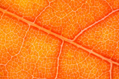 Autumn Leaf Vein Pattern No.1