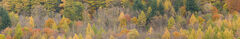 Autumn Panorama