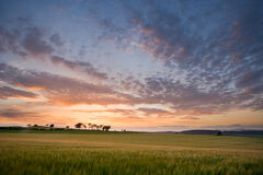 Barley Field at Sunset
