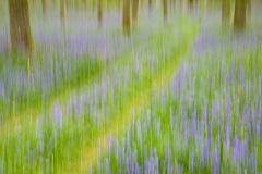Bluebell Track Abstract