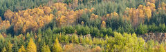 Mixed Woodland on Hillside in Autumn