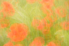 Poppy Impression 2