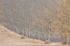 Autumn Harvest