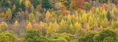 Autumnal Hillside Panorama 2