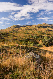 Caledonian Pines on Hillside in Autumn