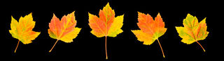 Autumn Leaves Panorama No. 2