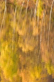 Autumn Reflections
