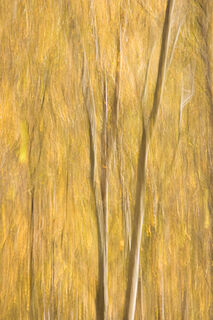 Golden Dancers