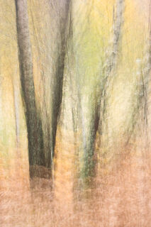 Tree Impression