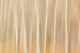Silver Birch Blur
