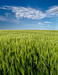 Barley Swirl