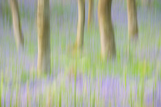 Bluebell Woodland Blur