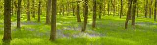 Bluebell Wood in Spring