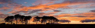 Copse of Trees at Sunset