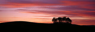 Copse Sunset No. 2