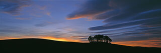 Copse Sunset No.1